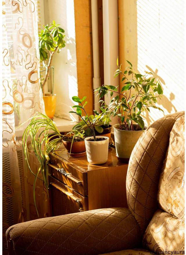 indoor flower pot in the living room